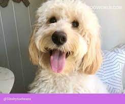 Click on a breeder to find out information about their puppies for sale, including descriptions, videos, pictures and contact information. Cavapoo Puppies Ohio List Of Cavapoo Breeders In Ohio Cavapoo World