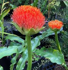 Image result for Scadoxus