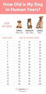 Your 16 years 1 month old chihuahua is 81.69 years old in human years and is considered as a matusalem dog. Dog Age Chart See How Old Your Dog Is In Human Years