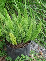 Foxtail Fern 3gallon Etsy In 2021 Foxtail Fern Plants Asparagus Fern