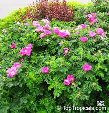 Image result for Rosa sp.