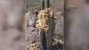 Is that cactus a bastion of potable water, or will you regret your efforts to get past its perilous spines? Park Investigators Looking For Suspects After 8 Saguaros Cut Down 12news Com