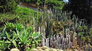 Wie fasse ich meinen kaktus an? Kakteengarten Uberlingen Ist Einzigartig Landwirtschaft Und Natur