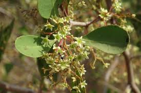 Image result for Gymnosporia