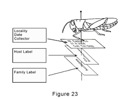 For tutoring please call 856.777.0840 i am a recently retired registered nurse who helps nursing students pass their nclex. File Proper Insect Pinning And Label Order Jpg Wikipedia