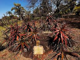 Image result for Aloe christianii