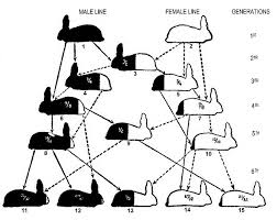 Care And Management Of Rabbits Chapter 16 Wikisource The