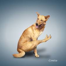 Funny Yoga Poses Funny Pictures Of Dogs In Yoga Poses Dog Yoga Styles Photos Dog Cat Pictures Dog Yoga Cute Animals