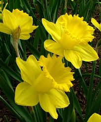10 Daffodil Bulb Ideas For Autumn Gardening Farmfoodfamily Fall Bulb Planting Bulb Flowers Daffodil Bulbs