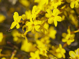 We specialize in luxury flowers delivery, monday to sunday in london and uk. How To Grow Jasmine Saga