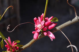 Image result for Adenia rumicifolia