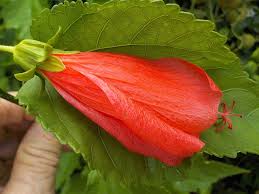 Image result for Malvaviscus