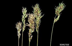 Image result for Bulbostylis pusilla