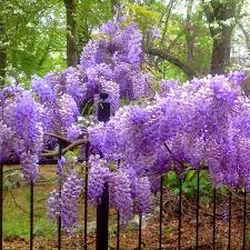 Chinese wisteria (wisteria sinensis) is a deciduous perennial vine typically trained to grow on arbors and pergolas in a home garden, though it can appear in containers or as bonsai plants. Blue Moon Wisteria From Park Seed