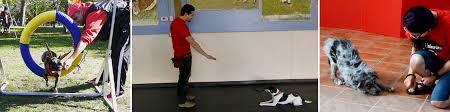 Paws & possibilities provided a safe and controlled environment for my puppy to meet and learn to play with other puppies of a similar age in the puppy socialization class. What To Expect At Puppy Training Classes In Chicago K9u