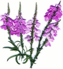 Image result for Striga