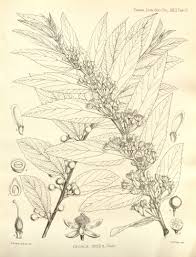 Image result for Grewia mollis