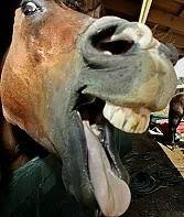 Look a gift horse in the mouth find fault with what has been given or be ungrateful for an opportunity. What Does The Saying Do Not Look A Gift Horse In The Mouth Mean What Are Its Origins Quora