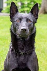 K-9 Joins Bassett Security Team