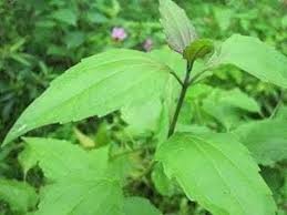 Pokok kapal terbang (eupatorium odoratum) atau juga dikenali sebagai pokok jerman merupakan tumbuhan yang tergolong kumpulan rumpai.ia merupakan salah satu rumpai yang perlu dibasmi dalam amalan pertanian diladang atau kebun. 3 Langkah Rebus Daun Kapal Terbang Untuk Turunkan Kencing Manis 17 9 Kepada 7 Maskulin