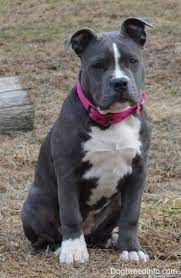 Raising A Puppy Mia The Blue-nose American Bully Pit 16 Weeks Old Pitbull Animais Aluna E Professor