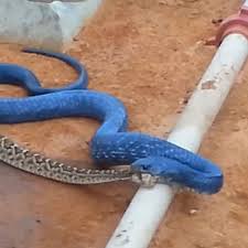 Maybe you would like to learn more about one of these? Video Watch Electric Blue Snake Feast On Poison Packed Rattlesnake In Slithering Standoff Daily Record