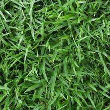 Harmony 500 Sq Ft Zoysia Sod 1 Pallet Hh500z1 The Home Depot Zoysia Sod Grass Plugs Grass Seed For Shade
