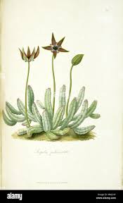 Image result for Tridentea