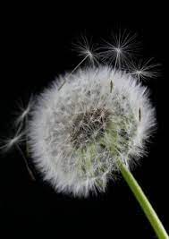 Dandelion Flower On Black Background Dandelion Flower Flowers Dandelion