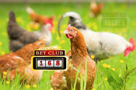 Bandar judi sabung ayam pisau awalnya penggunakan pisau atau taji pada permainan sabung ayam dinilai terlalu sadis dan kejam. Comentarios Do Leitor