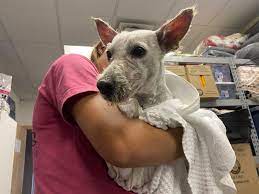 The internet can be a good source of information as well. Columbus Animal Rescue Saves Dozens Of Dogs From Breeders