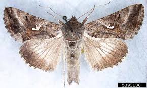 Image result for Autographa gamma
