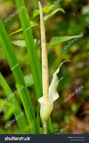 Image result for Gonatopus