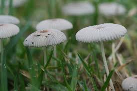 Image result for Coprinus sp.