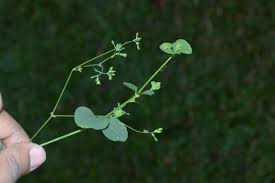 Image result for Drymaria