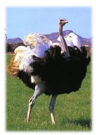 Kiwi Emu Birds That Cannot Fly Pin By Maya Sijan On Ostrich In 2020 Ostriches Flightless Bird Beautiful Birds