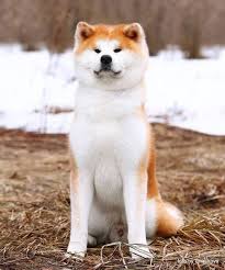 Akita Inu Akita Dog Japanese Dogs Japanese Akita