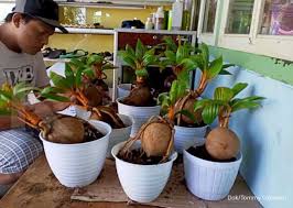 We did not find results for: Bonsai Kelapa Semakin Tren Di Masa Pandemi