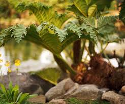 Image result for Gunnera