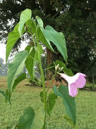 Image result for Ipomoea carnea