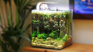 Tanaman dan ikan jenis apa aja yg pas? Aquascape Ideas Aquascape Tank Nano