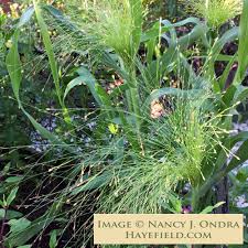 Image result for Panicum infestum