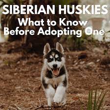 For the best experience, we recommend you upgrade to the latest version of chrome or. Five Things To Know Before Adopting A Siberian Husky Pethelpful
