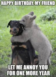 The Quest For The Most Hilarious Happy Birthday Meme Animals Friendship Cute Animals Unlikely Animal Friends