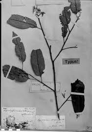 Image result for Malouetia mildbraedii