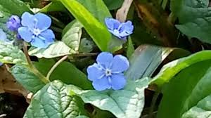 Blue flowering ground cover plants nz. Tolle Idee Dankeschon Die Wennigser Wasserrader