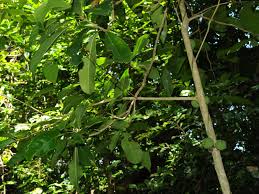 Image result for Drypetes gerrardii