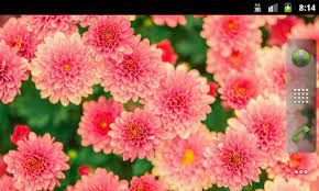 Spring isn't spring without flowers. Pretty Spring Flowers Wallpaper Amazon De Apps Fur Android