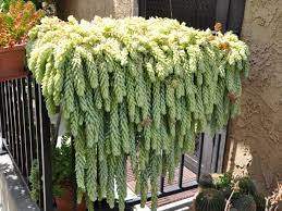 Flowers can take on a lavender, white or yellow color. 7 Popular Hanging Succulent Plants World Of Succulents