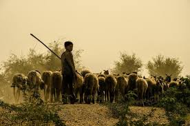 A young shepherd with his sheep at dusk - Picture of Overlander ...